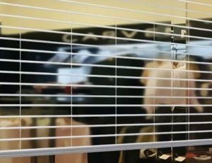 Cửa Cuốn Trong Suốt - 001